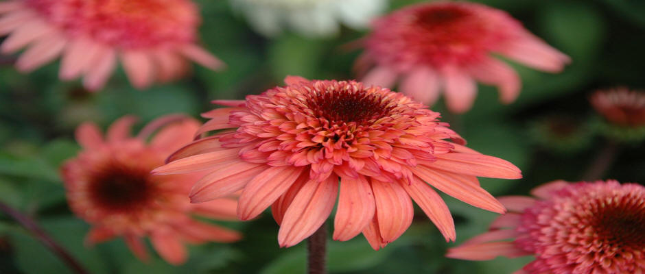 Árboles arbustos de coníferas caducifolios enredaderas funkie vivero de plantas en Polonia