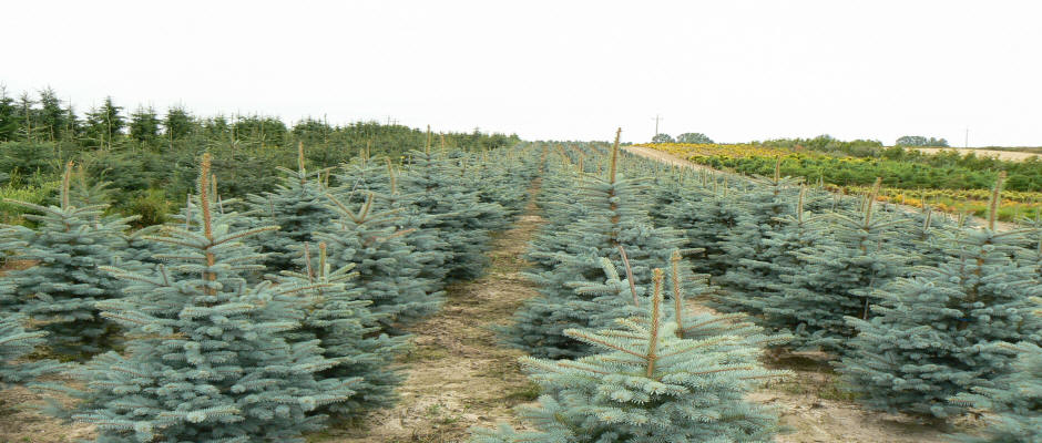 Árboles arbustos de coníferas caducifolios enredaderas funkie vivero de plantas en Polonia