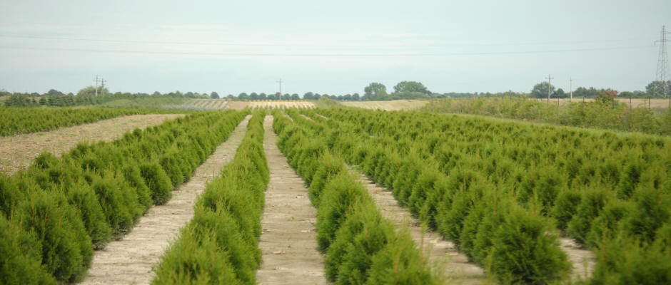 Árboles arbustos de coníferas caducifolios enredaderas funkie vivero de plantas en Polonia