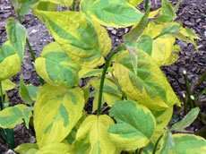Plantas de hoja caduca