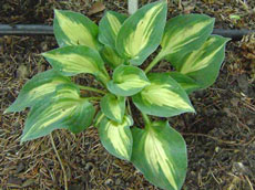 Funkie (anfitriones)